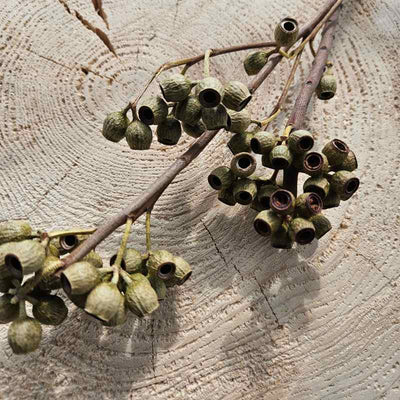 Eukalyptuszweig Ambernut grün 5 Stiele