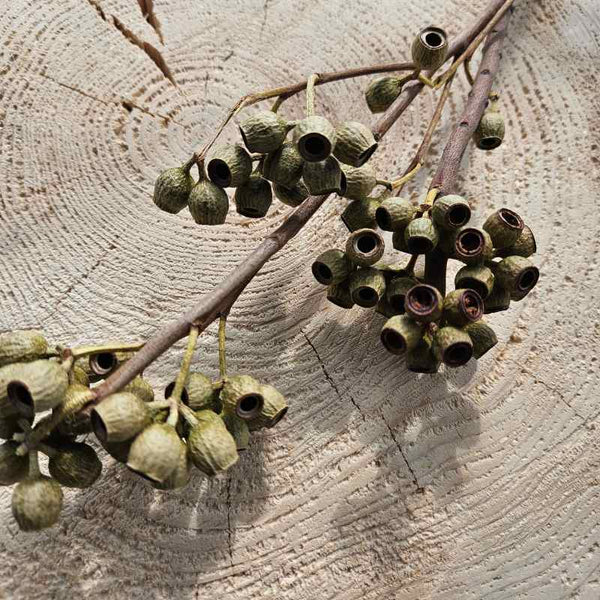Eukalyptuszweig Ambernut grün 5 Stiele