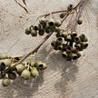 Getroknete Ambernut Zweige gruen zum Dekorieren von Vasen und Tabletts