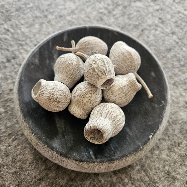 Bellgum Glockenfruechte white-washed Optik 20 Stueck, besonders geeignet für  stilvolle Herbst- und Winterdekoration