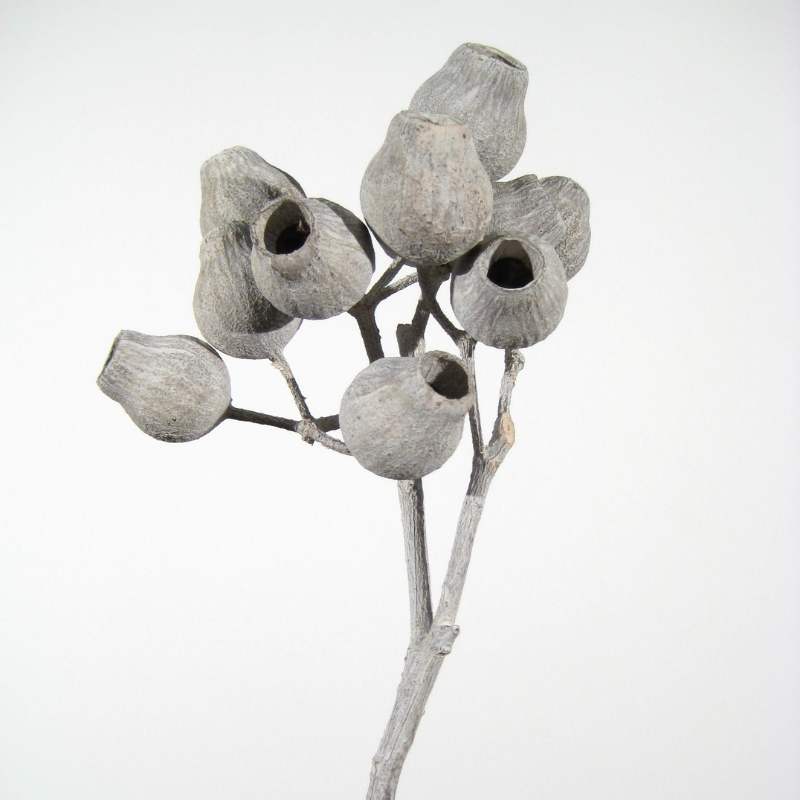 Bellgum white-washed 5 Stiele