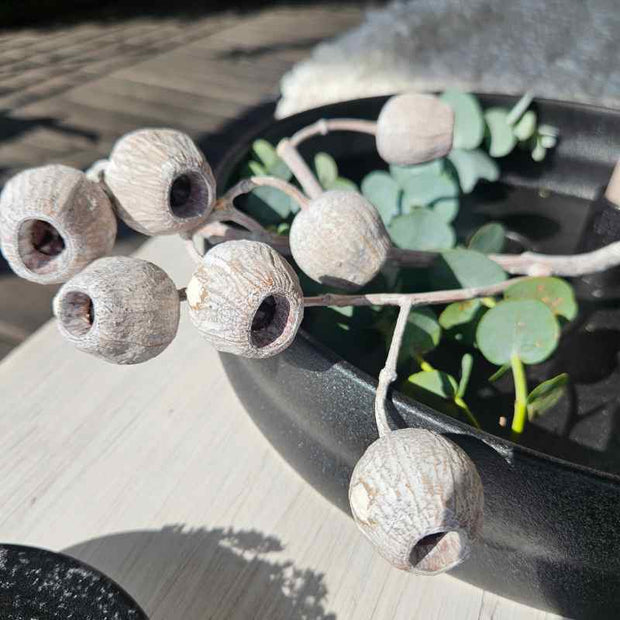 Bellgum Zweige getrocknet, white-wahsed, Trockenblume zur Deko