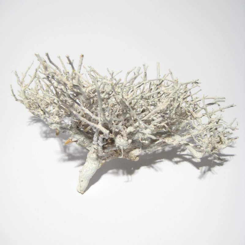 Getrocknete Zweige in white-washed Optik für Gestecke und Arrangements in Schalen und Tabletts. 