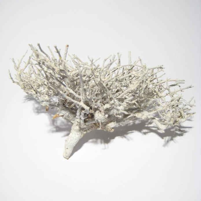 Getrocknete Zweige in white-washed Optik für Gestecke und Arrangements in Schalen und Tabletts. 