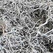 Getrocknete Zweige in white-washed Optik für Gestecke und Arrangements in Schalen und Tabletts. 