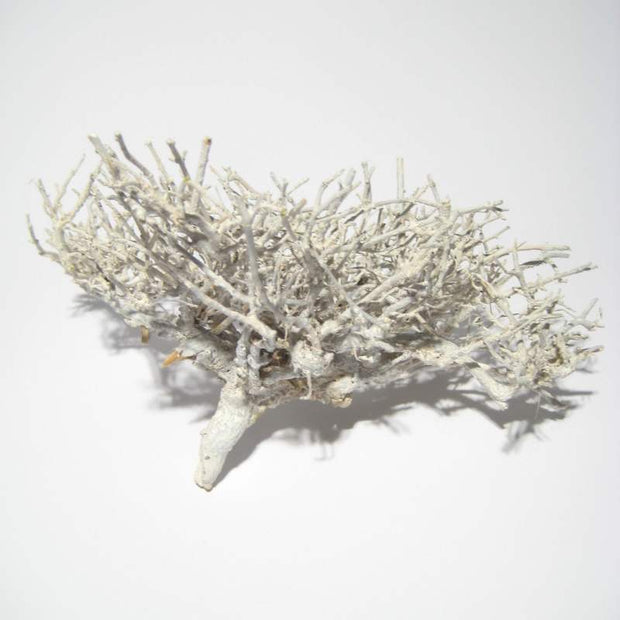 Getrocknete Zweige in white-washed Optik für Gestecke und Arrangements in Schalen und Tabletts. 