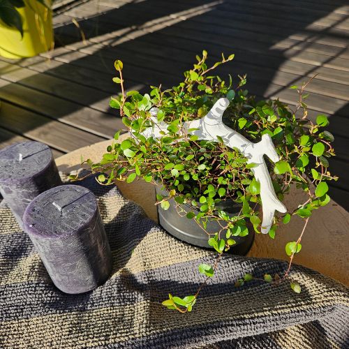 Geweih Lenn in zwei Farben 20 cm lang