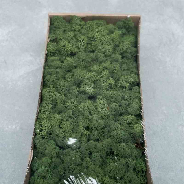 Islandmoos grün 500 g