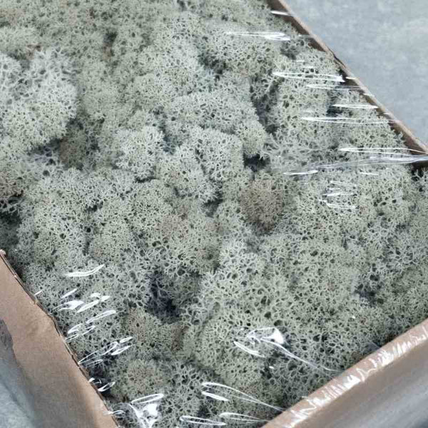 Islandmoos grau 500 g