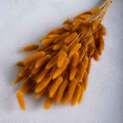 Lagurus - Samtgras caramel