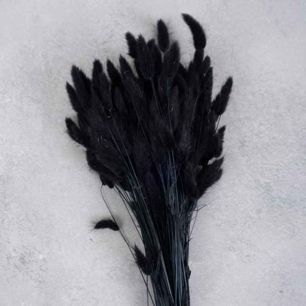 Bund Trockenblume Lagurus Samtgras schwarz