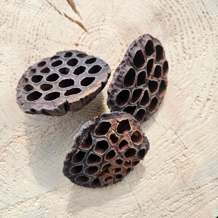 Großer Lotus-Fruchtstand natur zur Dekoration von Schalen und Tabletts