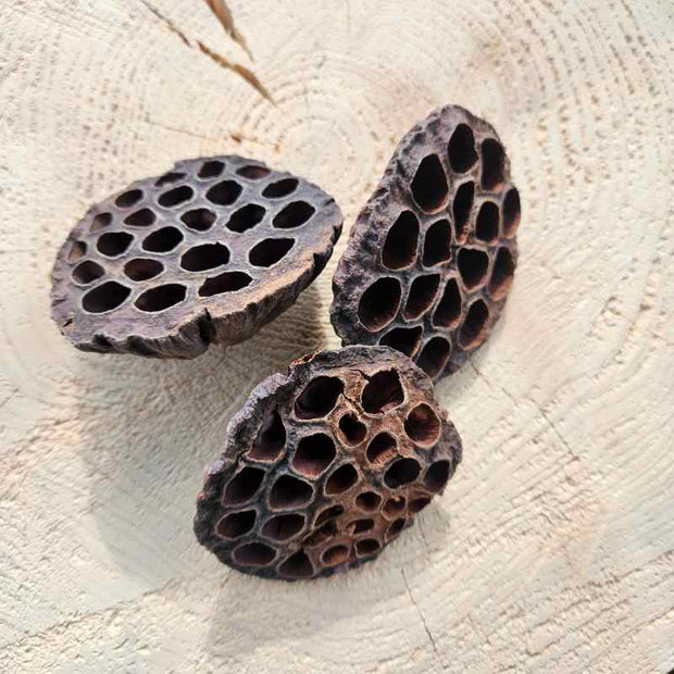Großer Lotus-Fruchtstand natur zur Dekoration von Schalen und Tabletts