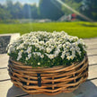 Rattan-Schale Maxi rund 54x20 cm