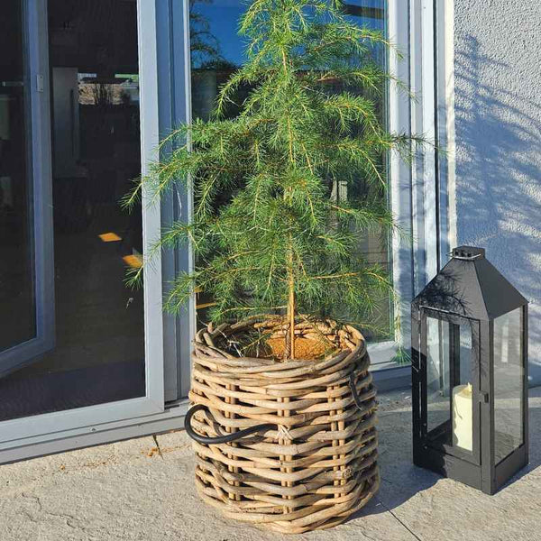 Rattan-Korb rund Maxi Low 45x39 cm