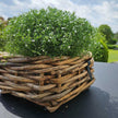 A2 Living Rattan Schale Mini, eckig