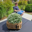 A2 Living Rattan Schale Mini, eckig