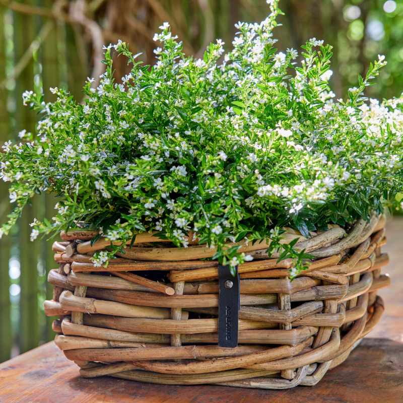 A2 Living Rattan Schale Mini, eckig