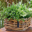 A2 Living Rattan Schale Mini, eckig