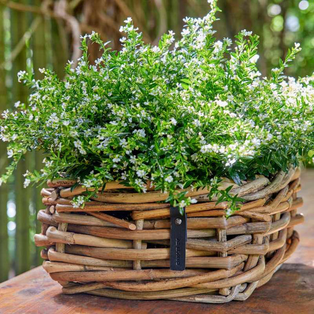 A2 Living Rattan Schale Mini, eckig