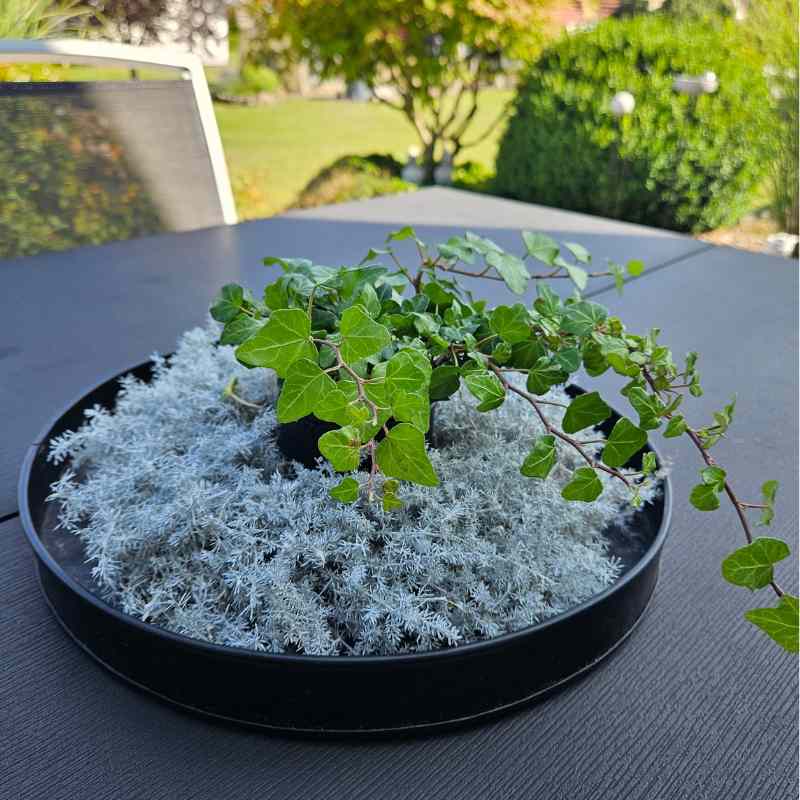 Asparagus Kranz weiss rund 25 cm