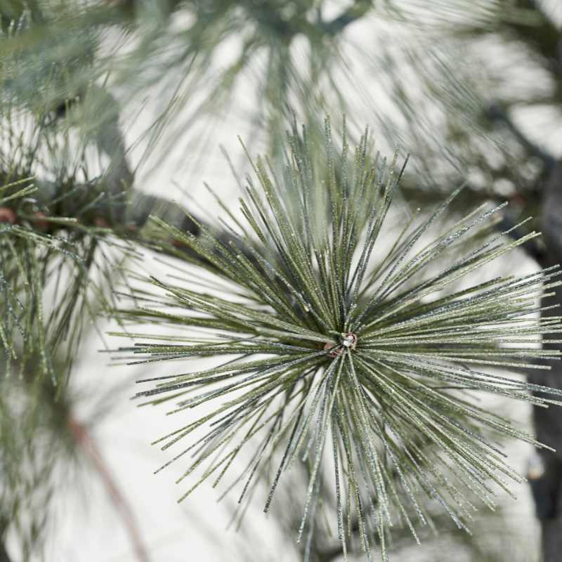 künstlicher Weihnachtsbaum Peuce mit Lichtern von House Doctor