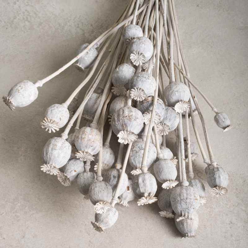 Trockenblume Mohn weiss
