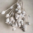 Trockenblume Mohn weiss