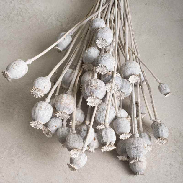 Trockenblume Mohn weiss
