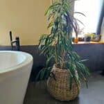 A2 Living Kubu Rattan Korb Pear Maxi