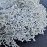 Asparagus Kranz weiss rund 25 cm