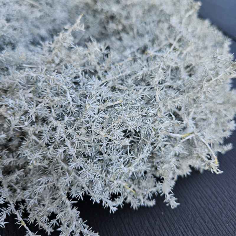 Asparagus Kranz weiss rund 25 cm
