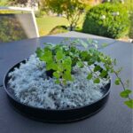 Asparagus Kranz weiss rund 25 cm