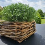 A2 Living Rattan Schale Mini, eckig