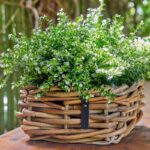 A2 Living Rattan Schale Mini, eckig