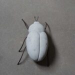 Käfer, Beetle von DBKD natur aus Beton, Gartendeko