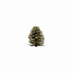 Tannenzapfen Namensschild Pinus von House Doctor messing