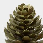 Tannenzapfen Namensschild Pinus von House Doctor messing