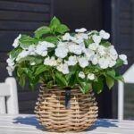 A2 Living Rattan-Korb Flower 'Pear" für Drinnen und Draußen