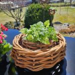 2er Set Rattanschalen in den Größen Ø 36cm und 54 cm von A2 Living